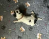 Cocker Spaniel (Working)