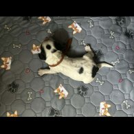 Cocker Spaniel (Working)