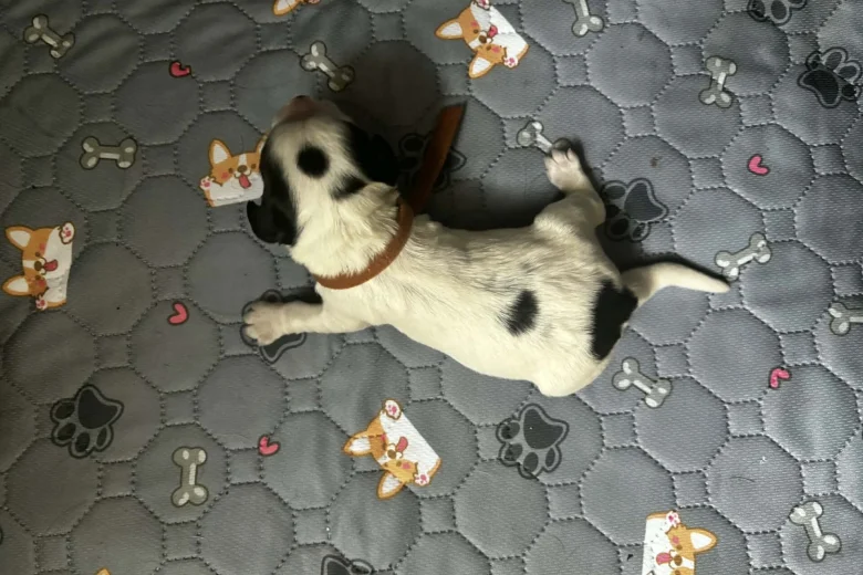 Cocker Spaniel (Working)