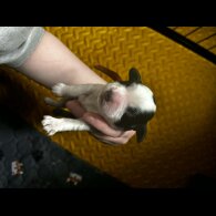 Cocker Spaniel (Working)