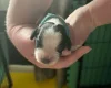Cocker Spaniel (Working)