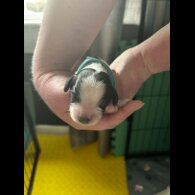 Cocker Spaniel (Working)