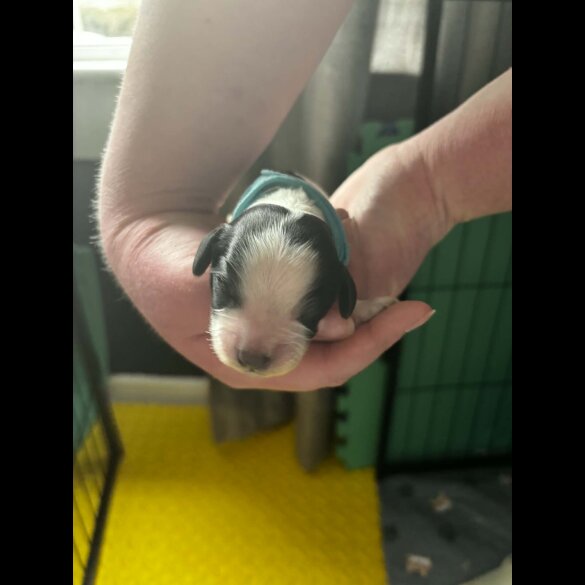 Cocker Spaniel (Working)