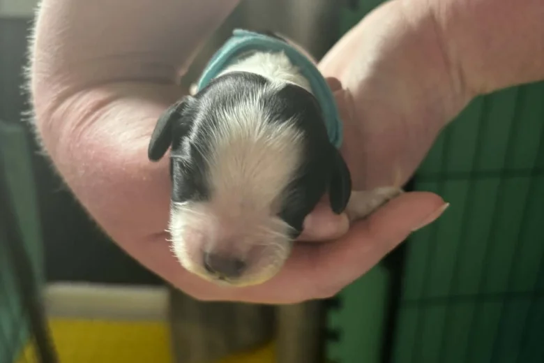 Cocker Spaniel (Working)