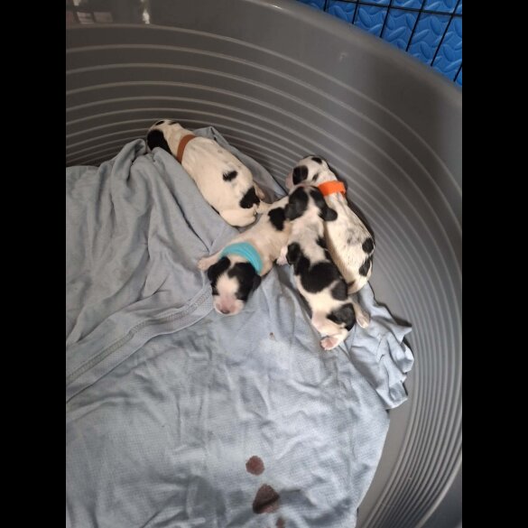 Cocker Spaniel (Working)