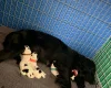 Cocker Spaniel (Working)