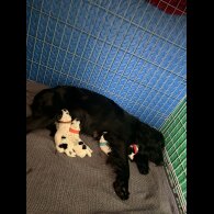 Cocker Spaniel (Working)