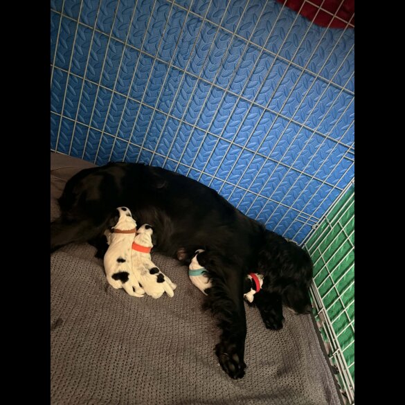 Cocker Spaniel (Working)