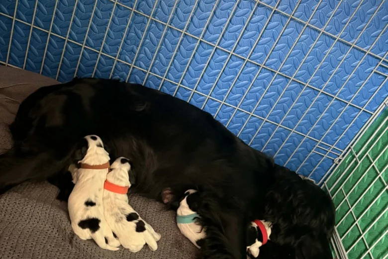 Cocker Spaniel (Working)