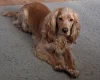 Cocker Spaniel (Working)