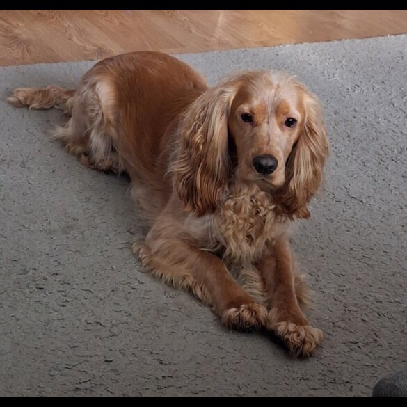 Cocker Spaniel (Working)