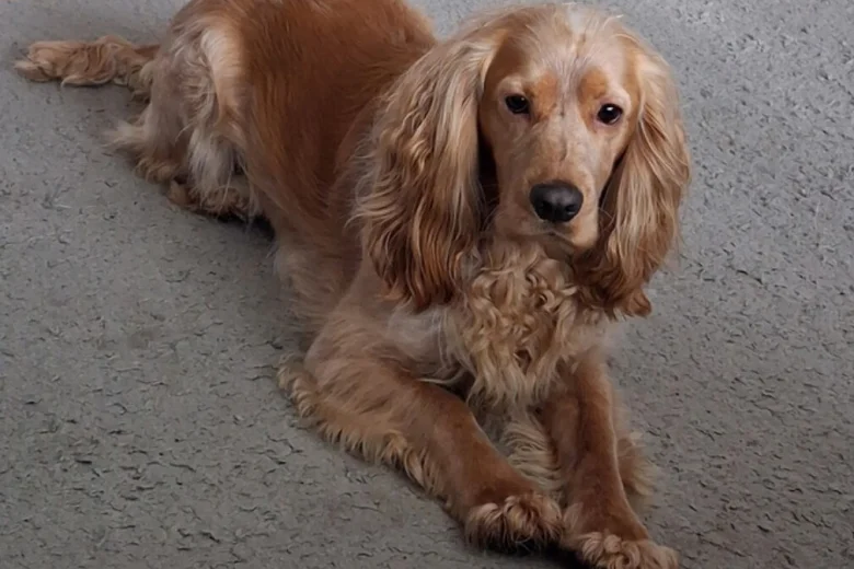 Cocker Spaniel (Working)