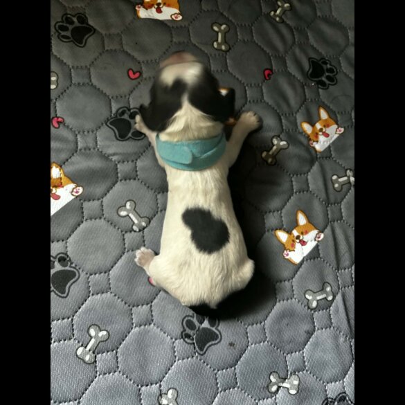 Cocker Spaniel (Working)