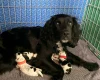 Cocker Spaniel (Working)