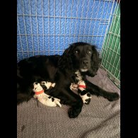 Cocker Spaniel (Working)