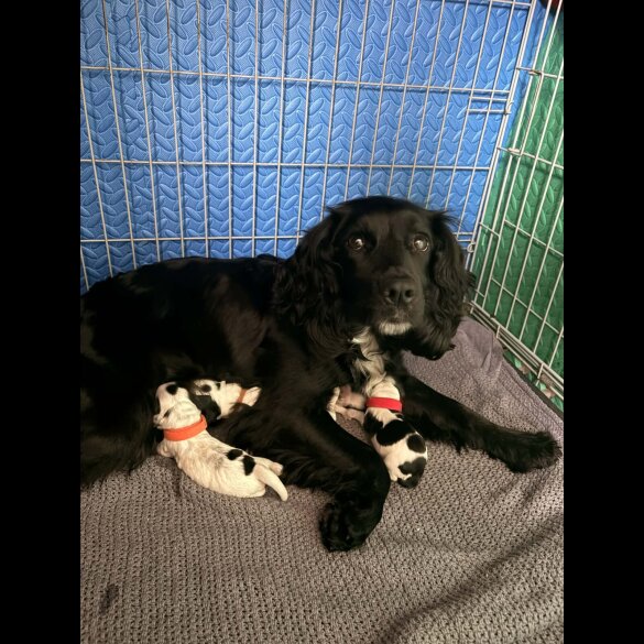 Cocker Spaniel (Working)