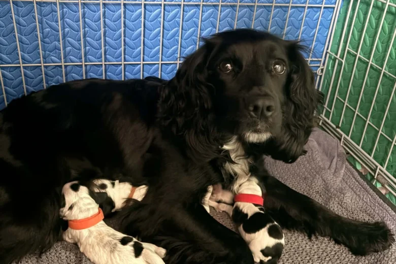 Cocker Spaniel (Working)