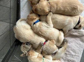 Labrador Retriever