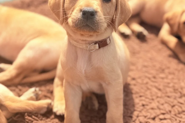 Labrador Retriever
