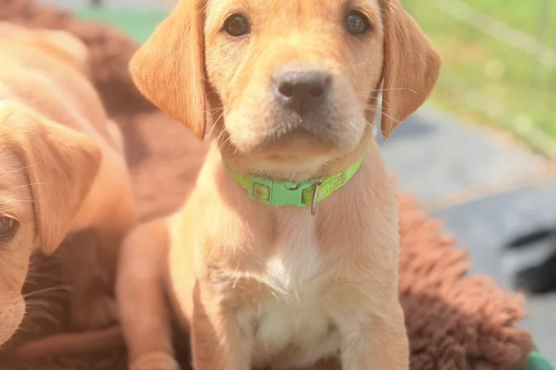 Labrador Retriever