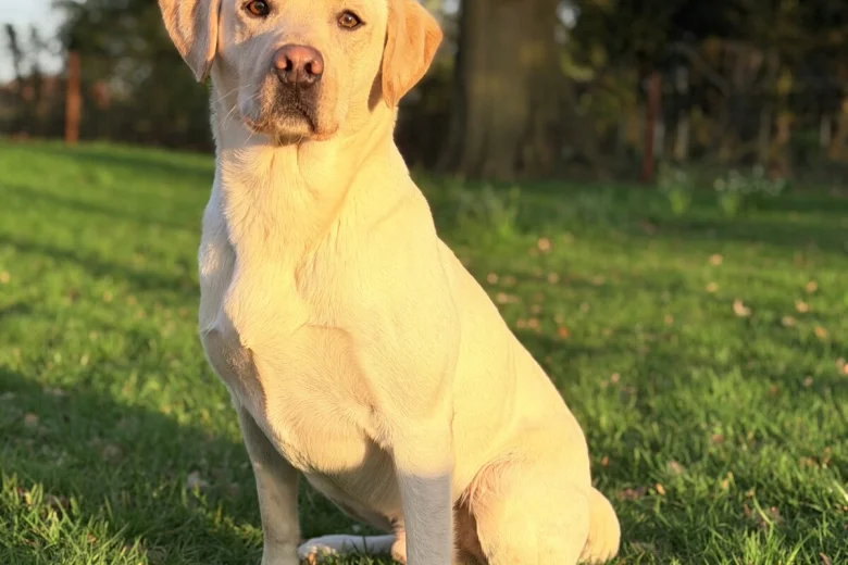 Labrador Retriever