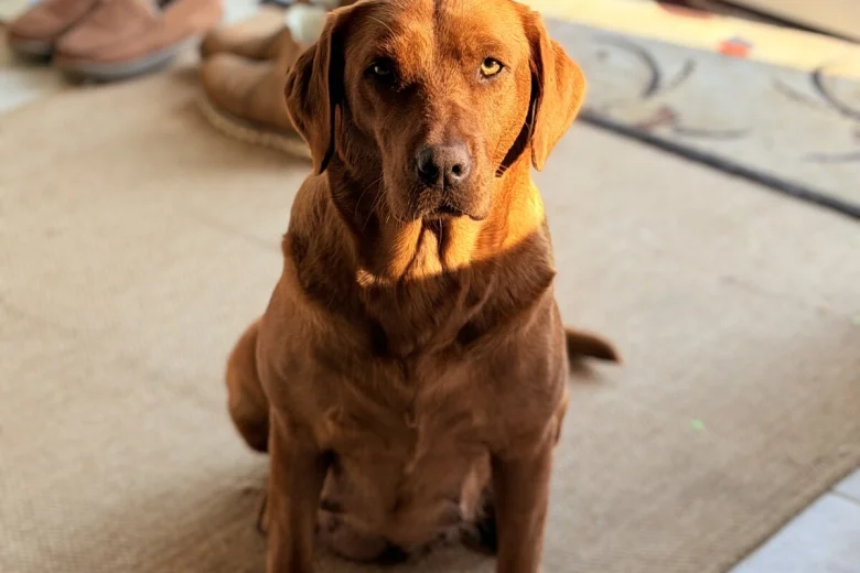 Labrador Retriever