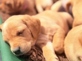 Labrador Retriever