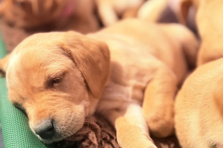 Labrador Retriever