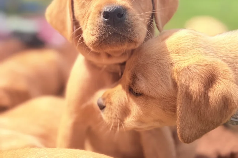 Labrador Retriever