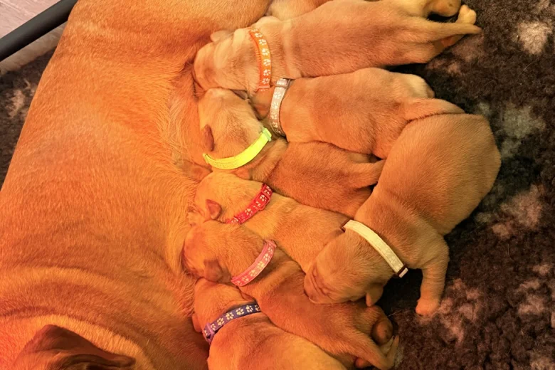 Labrador Retriever