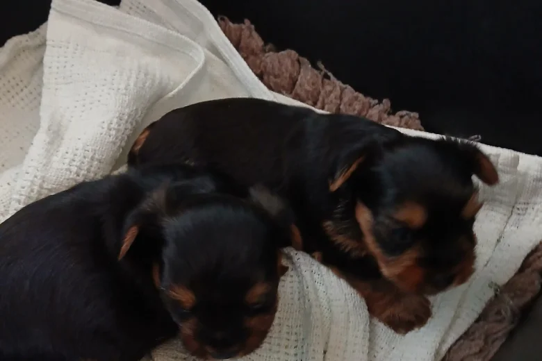 Yorkshire Terrier