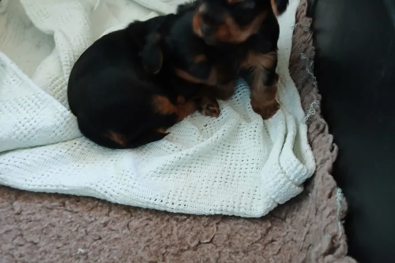 Yorkshire Terrier