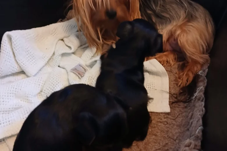 Yorkshire Terrier