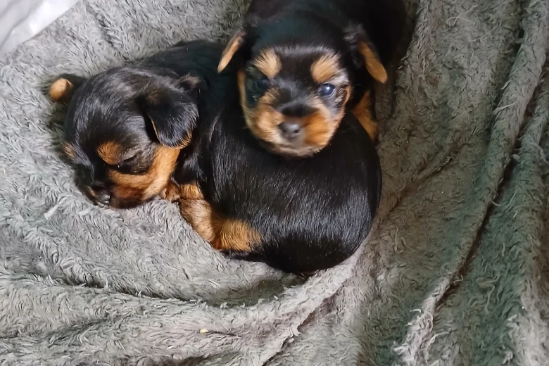 Yorkshire Terrier