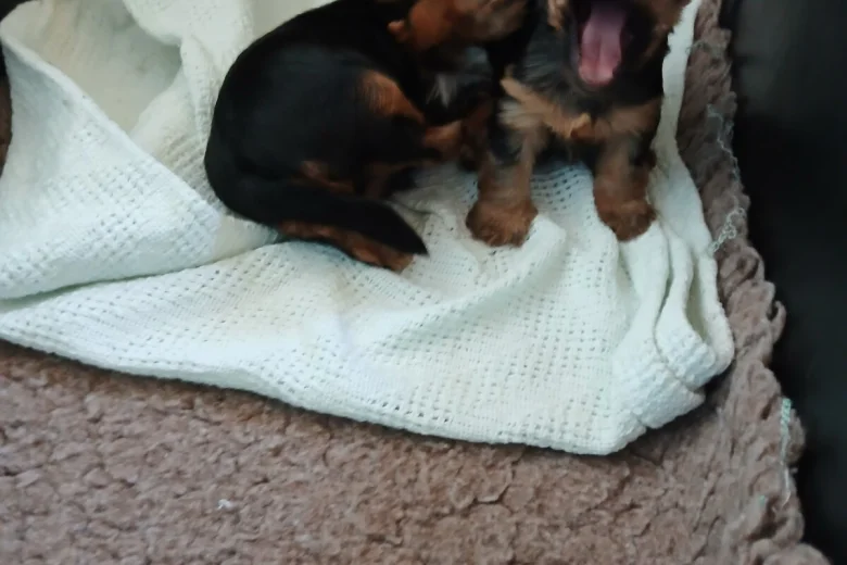 Yorkshire Terrier