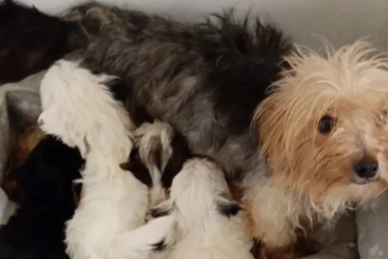Yorkshire Terrier