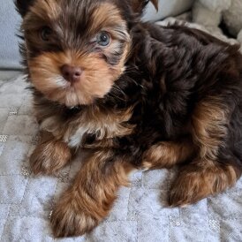 Yorkshire Terrier