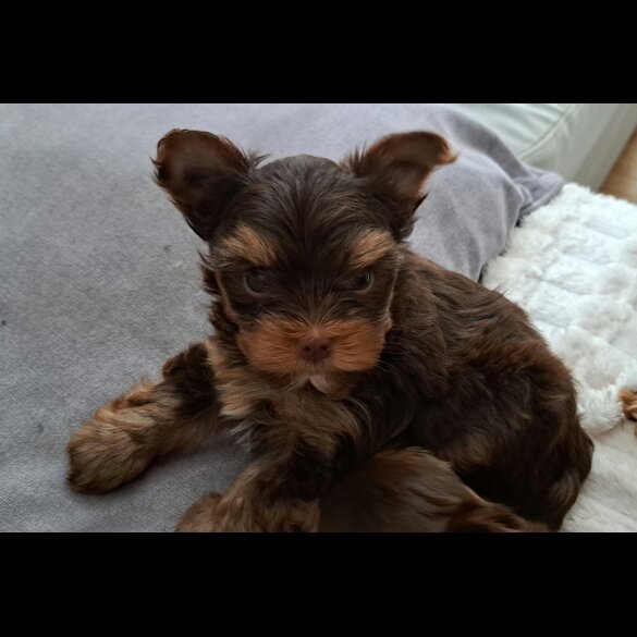 Yorkshire Terrier