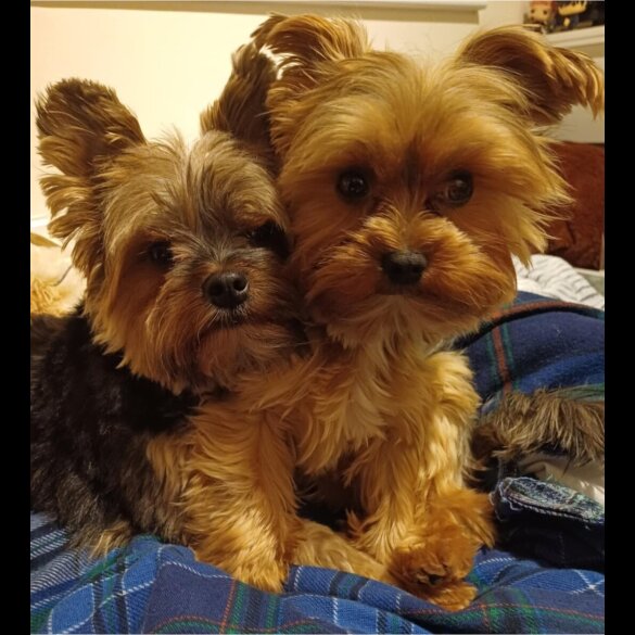 Yorkshire Terrier