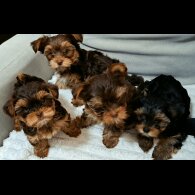 Yorkshire Terrier