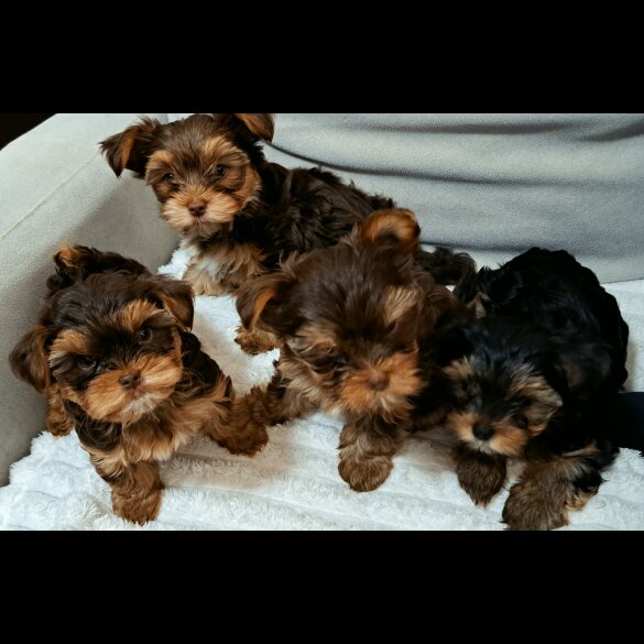 Yorkshire Terrier