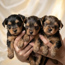 Yorkshire Terrier