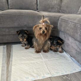 Yorkshire Terrier