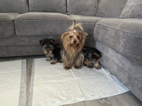 Yorkshire Terrier