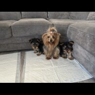 Yorkshire Terrier