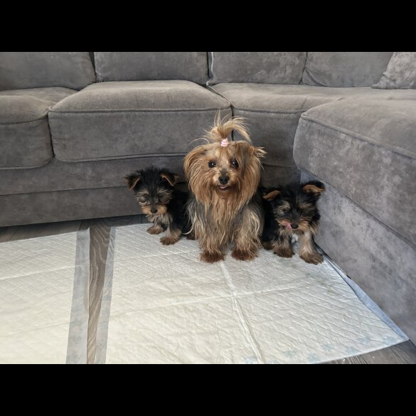 Yorkshire Terrier