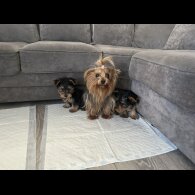 Yorkshire Terrier