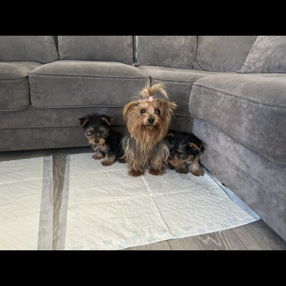 Yorkshire Terrier