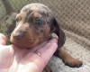 Dachshund (Smooth Haired)