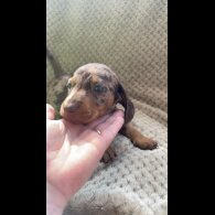 Dachshund (Smooth Haired)